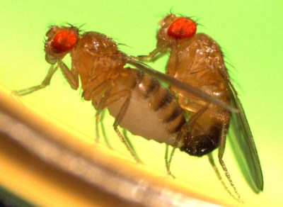 Drosophila