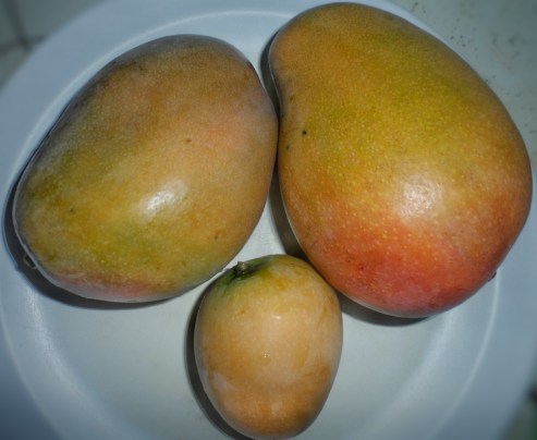 Mangoes