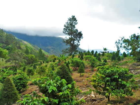 Blue Mountain (www.lifeofajamaican.wordpress.com)