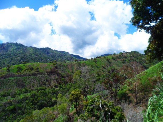 Blue Mountain (www.lifeofajamaican.wordpress.com)